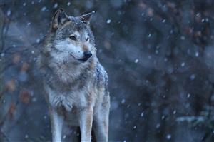 Wolves
