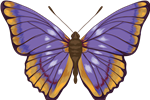 butterfly
